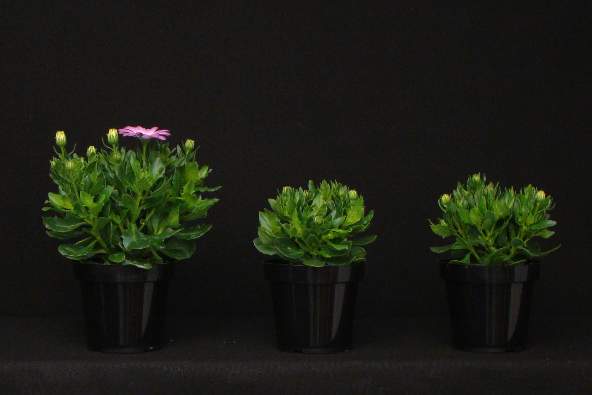 Osteospermum grown in a high tunnel